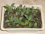 Mother of Thousands
